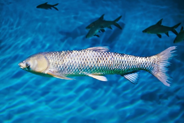 青い湖のクローズアップの大きな魚