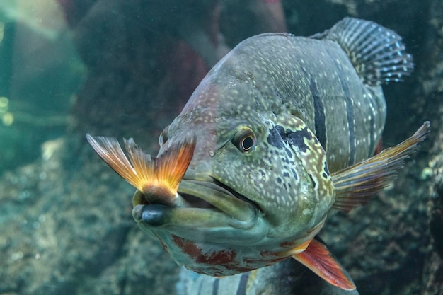 大きな魚は小さな魚を本能的にそして一貫して弱いものを捕食します