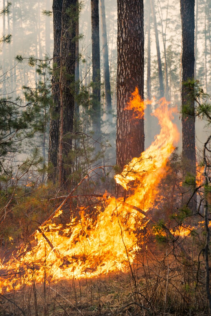 Big flame on forest fire