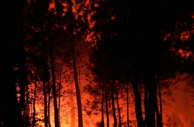 Photo big flames in a forest