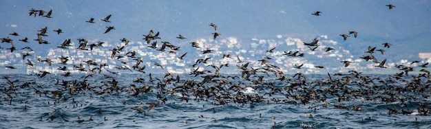 큰 무리의 가마우지 Phalacrocorax가 바다와 파도를 배경으로 날아가고 있습니다. False Bay South Africa