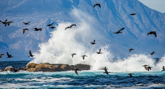 Big flock of cormorants Phalacrocorax are flying against the backdrop of the sea and waves False Bay South Africa