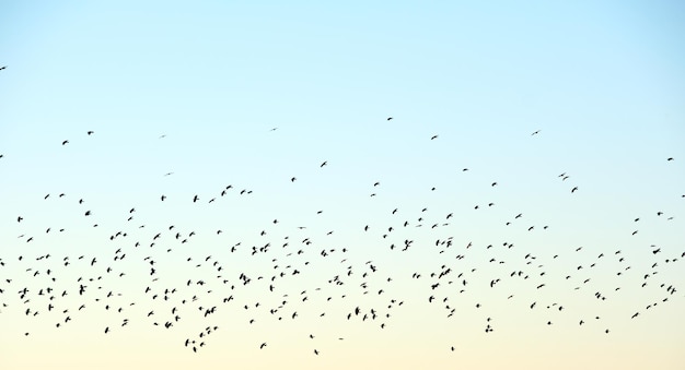 Big flock of crow birds flying against clear sky