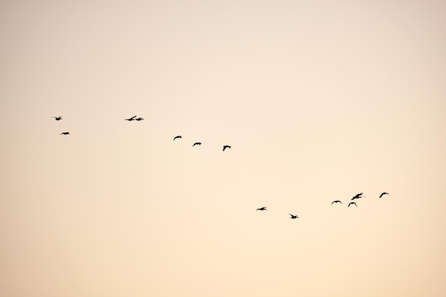 Big flock of crow birds flying against clear sky