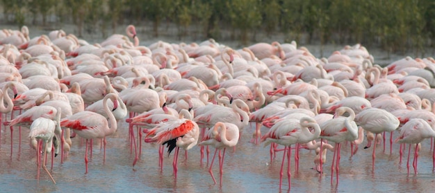 Big flock of greater flamingos