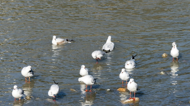 Big flock of seagulls on the river in Sochi, Russia.