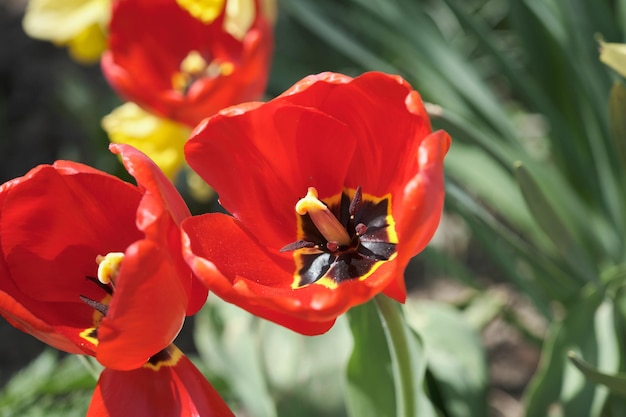 Big flower bed with tulips close up Spring flowers