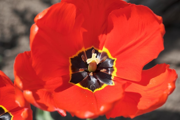 チューリップの大きな花壇が春の花をクローズアップ