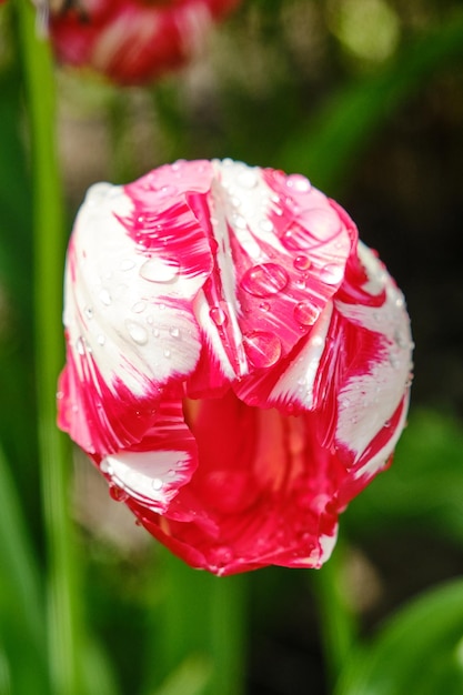 Big flower bed with tulips close up