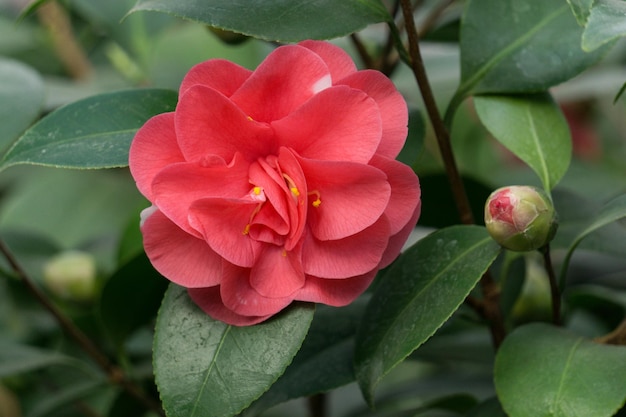 Un grande fiore di camelia rossa su un cespuglio