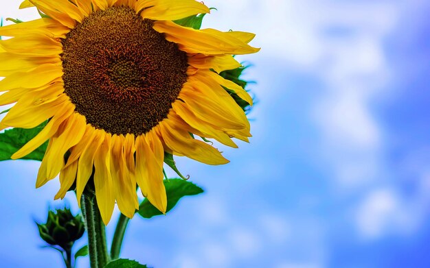 Big flower of sunflower on the field against the blue sky cloud