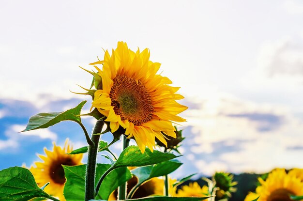 Big flower of sunflower on the field against the blue sky cloud