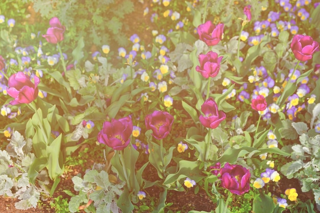 Photo big flowerbed of tulips and pansies was seen in washington dc, usa. even more various species and types of flowers are located in the floral library on territory of the national mall. sunlight toned