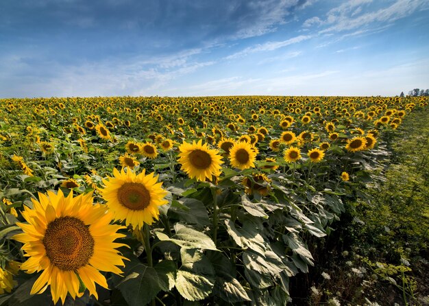 ひまわり畑の風景と美しい空の前に大きな花