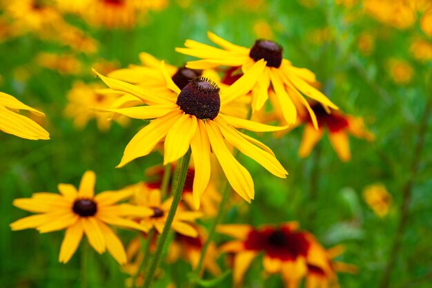 노란 rudbeckia의 큰 꽃 피는 노란 꽃 rudbeckia Blackeyed Susan 꽃