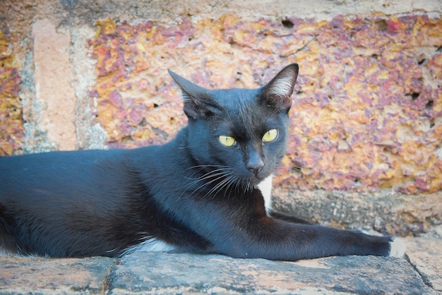 Big fluffy black cat lying on the warm stone path