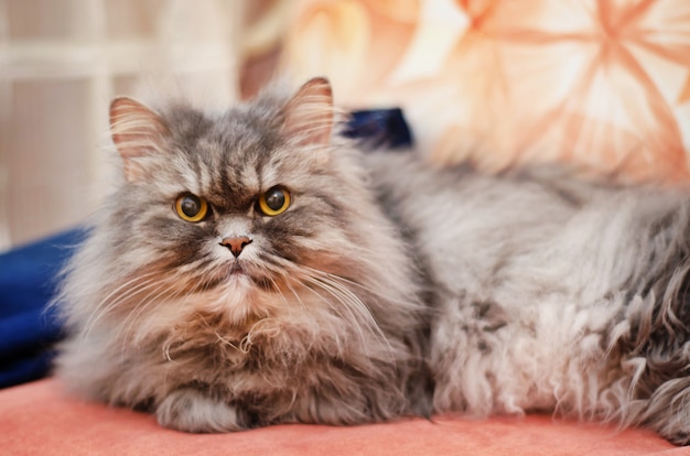 Big fluffy grey cat