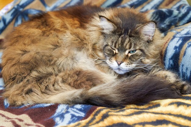 Foto il grande e soffice gatto meikoon dorme su una morbida coperta. avvicinamento