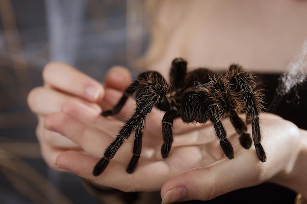 Photo a big fluffy tarantula spider on the girl's arm exotic pet