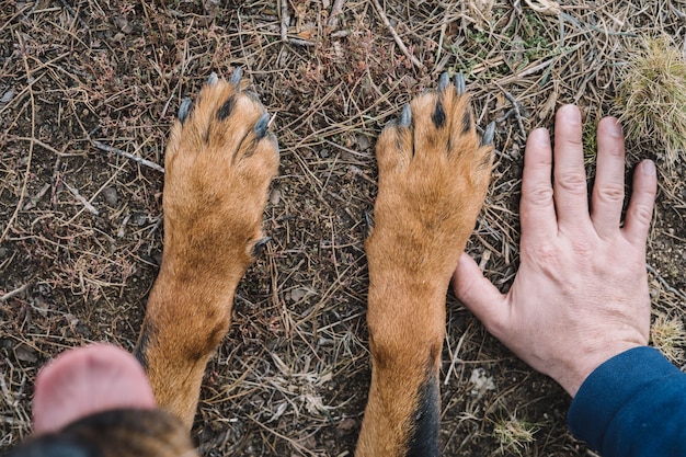 Foto il grande piede di un cane rottweiler e la mano di un uomo