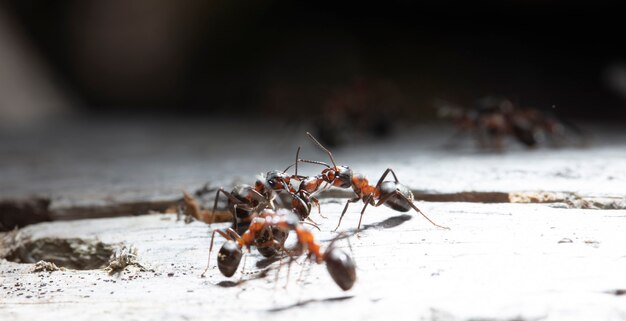토착 서식지에 있는 큰 숲 개미