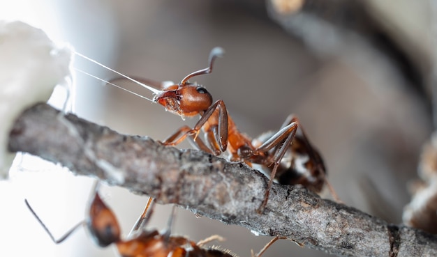 토착 서식지에 있는 큰 숲 개미