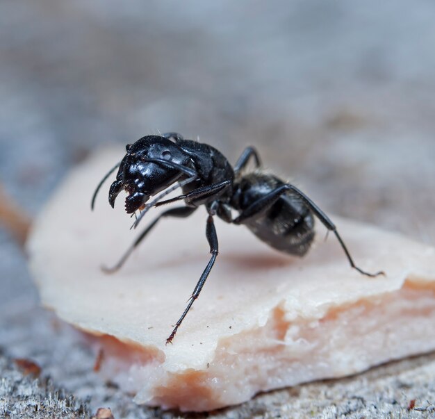 네이티브 서식지에 큰 숲 개미