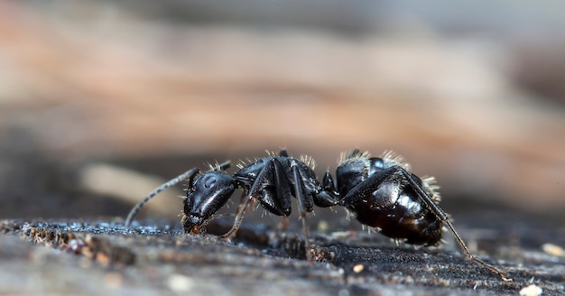 big forest ants in a native habitat