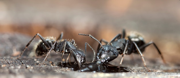большие лесные муравьи в естественной среде обитания