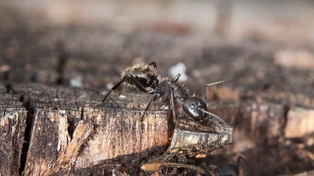 big forest ants in a native habitat