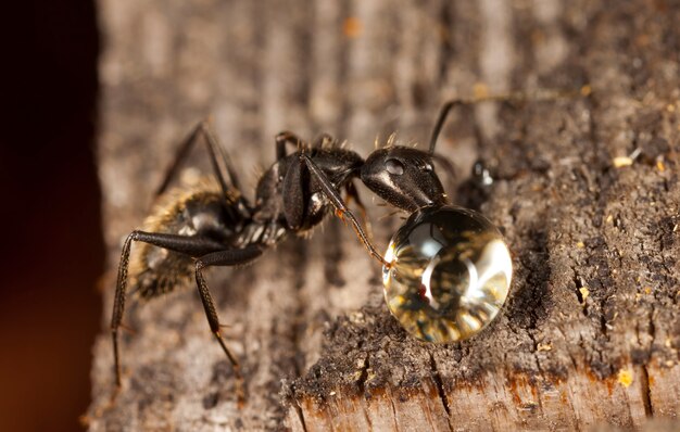 big forest ants in a native habitat