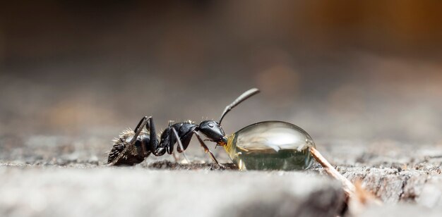 big forest ants in a native habitat