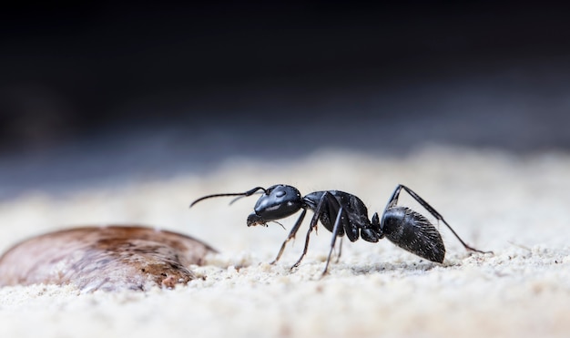 big forest ants on old wood