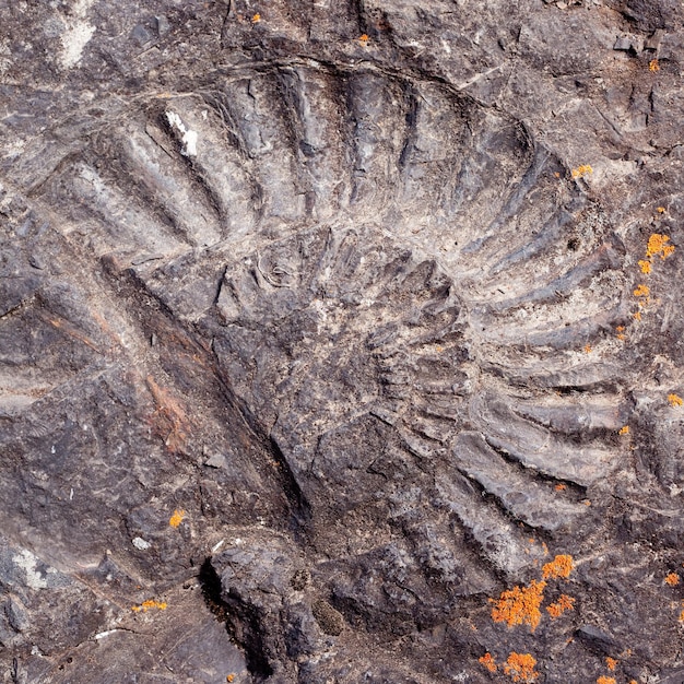 Photo big fossilized ammonite nature background pattern