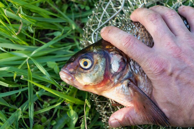 Big fresh bream Freshly caught river fish Large tasty fish closeup Fishing for spinning and feeder Sports fishing