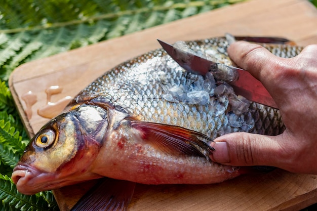 Grande orata fresca pesce di fiume appena pescato un uomo pulisce il pesce dalle squame pesca per la filatura e l'alimentatore preparazione del pesce per la cottura