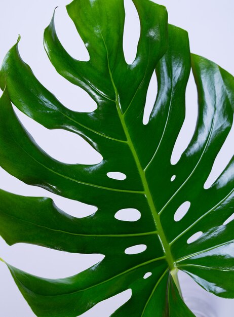 Big fresh Monstera leaf, Swiss cheese plant tropical against light gray color background. Summer seasonal background