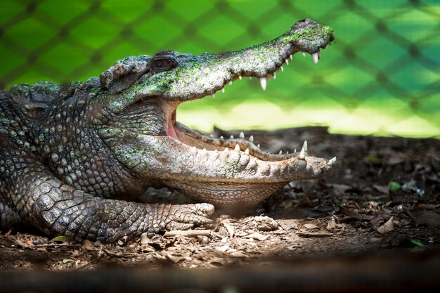 Big freshwater crocodiles