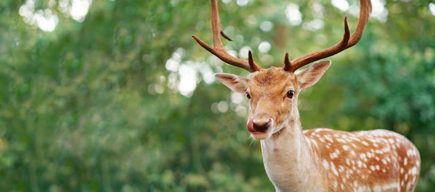 Big funny brown male deer with antlers looking at camera licking mouth on green background of foliageCopyspace