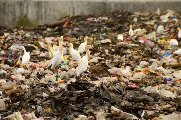 Big garbage land. land and air pollution.