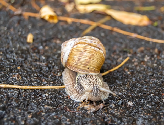 写真 大きな庭のカタツムリは  ⁇ で湿った道を這い 急いで家に帰る カタツムリのヘリックスには 食べられる美味しい食べ物があります  ⁇ を巻いて体を守る 自然な喜び 動物のカタツムリは  ⁇ から栄養のあるクリームを作ることができます