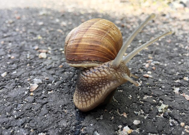 大きな庭のカタツムリ れた道を這う 急いで家に帰る カタツムり ヘリクスは食用の美味しい食べ物で構成され 体を守るために巻かれた 自然の動物 カタスリ 粘土からカタツミ 栄養のあるクリームを作ることができます