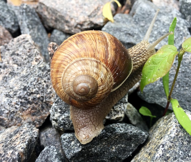 Big garden snail in shell crawling on wet road hurry home snail Helix consist of edible tasty food coiled shell to protect body natural animal snail in shell from slime can made nourishing cream