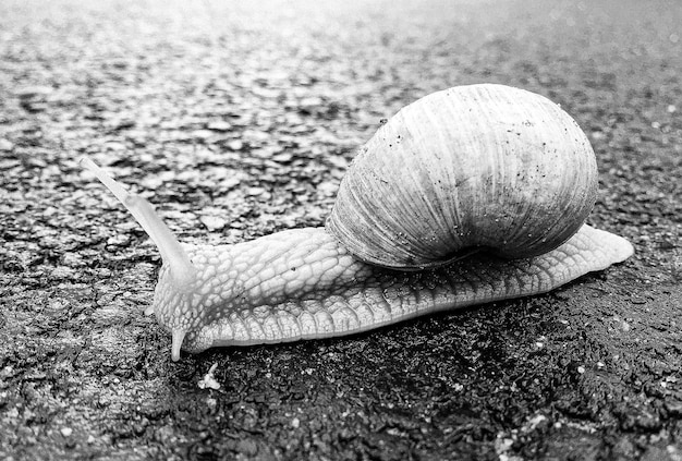 Big garden snail in shell crawling on wet road hurry home