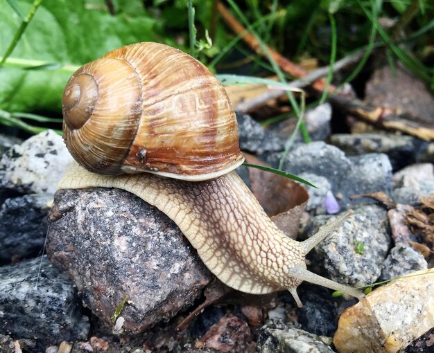 Big garden snail in shell crawling on wet road hurry home