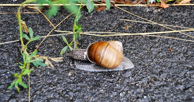 Big garden snail in shell crawling on wet road hurry home