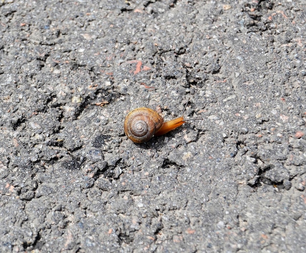 Big garden snail in shell crawling on wet road hurry home