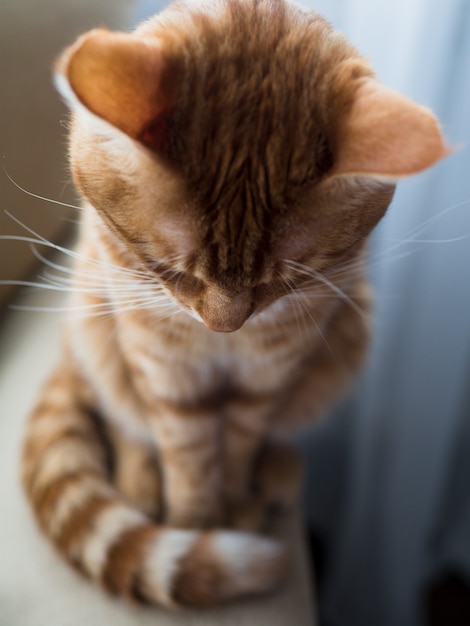 A big ginger tabby cat