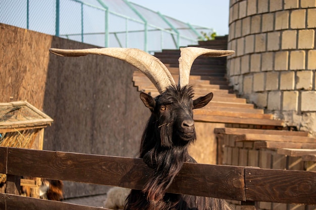 big goat with big horns in a wooden paddock