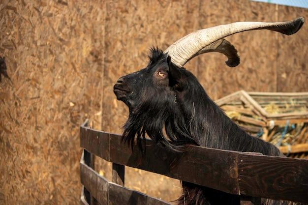 big goat with big horns in a wooden paddock